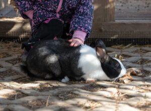 Mädchen streichelt ein schwarz-weißes Kaninchen